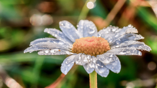 野生的春天的花朵