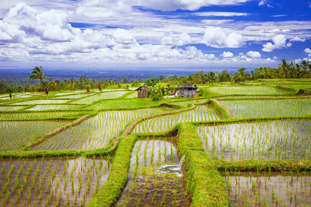 巴厘岛图案稻田