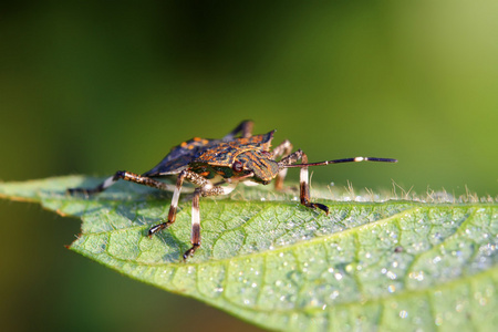 黑椿象幼虫对绿色的叶子照片