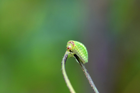 刺蛾幼虫