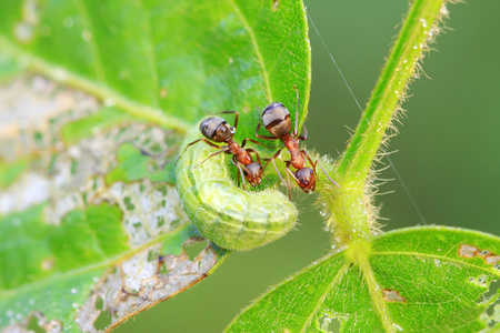 丝光棕色林蚁和绿虫子
