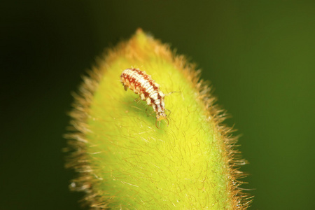 大草蜻蛉蝇幼虫   蚜虫狮子