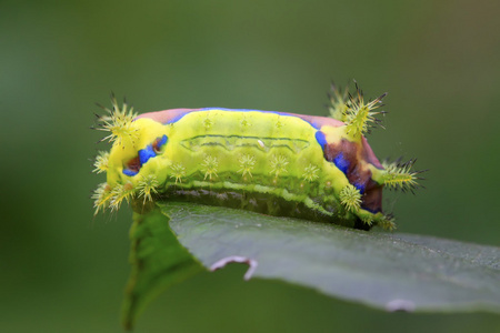 刺蛾幼虫照片