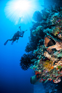 潜水员，桶状海绵，毛头星，黑太阳珊瑚在印度尼西亚班达水下照片