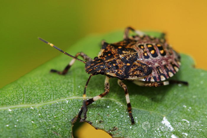 椿象幼虫对绿色的叶子
