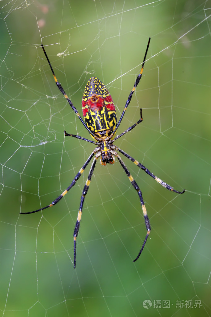 蜘蛛照片-正版商用图片1hmlib-摄图新视界