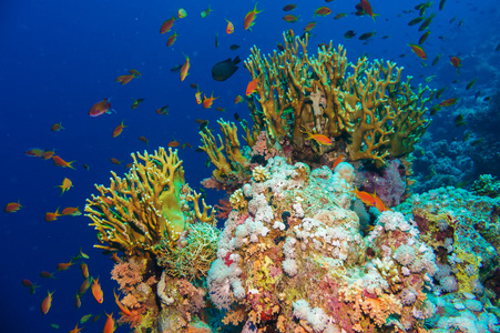 净火珊瑚热带小鱼群鱼与净火珊瑚照片