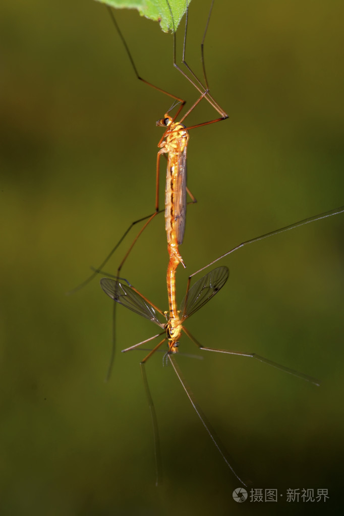 蚊子昆虫交配上绿色的叶子