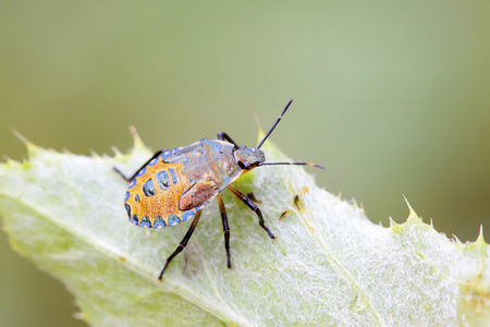 黑椿象幼虫对绿色的叶子照片