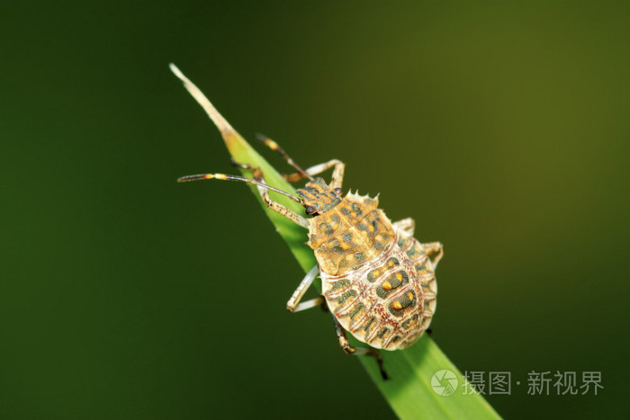 椿象绿色的叶子上