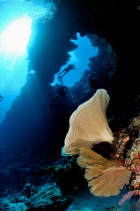 海绵 Ianthella 和海扇 Acabaria 在印度尼西亚班达水下照片