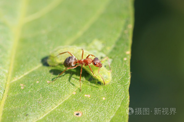 丝光褐林蚁图片