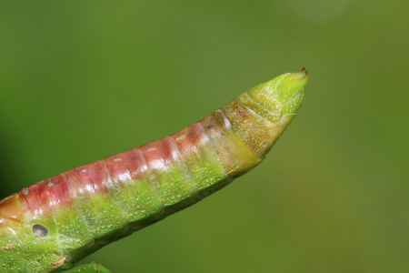 消极的蝗虫图片
