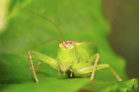 蝈蝈儿蝈蝈若虫照片
