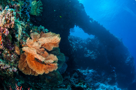海扇 Melithaea 在印度尼西亚班达水下照片
