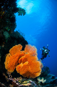 潜水员和海扇 Melithaea 在印度尼西亚班达水下照片