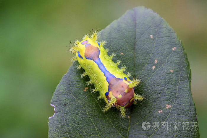 刺蛾幼虫