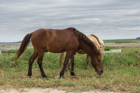 马在草地上牧场里农汉湖