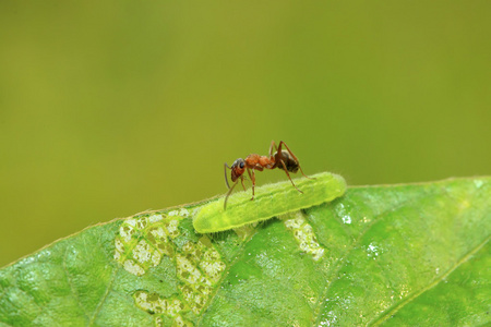 丝光丝光褐林蚁照片