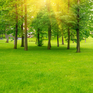 绿色的草坪和树木