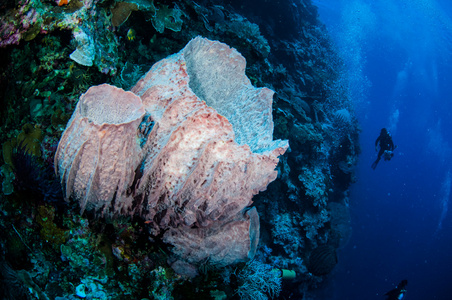 潜水员 巨桶海绵在印度尼西亚班达水下照片