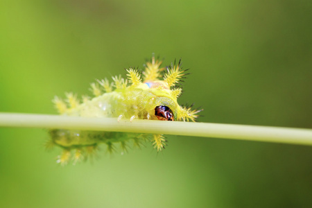 刺蛾幼虫