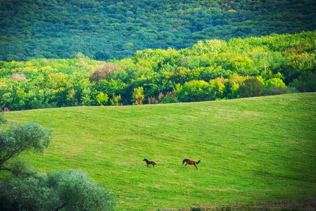 绿色草地上的两匹马
