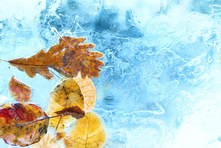 在蓝色冰叶落的秋