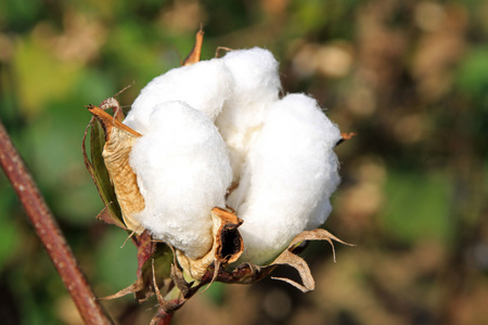 田中的棉花花照片