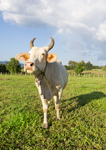 泰国母牛在草地上