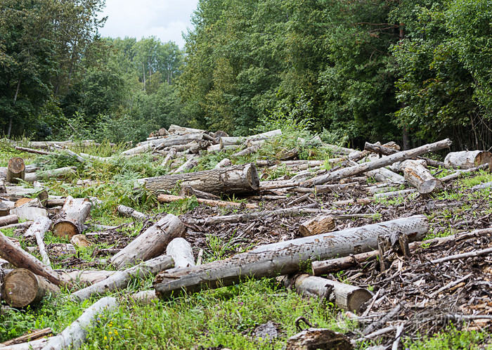 砍伐森林