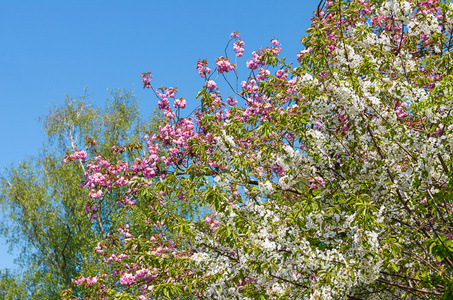 桃花树