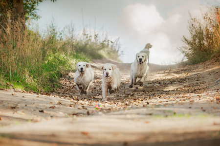 金毛猎犬在海滩上运行