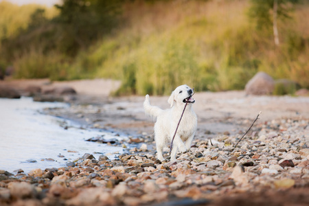 金毛猎犬在海滩上运行