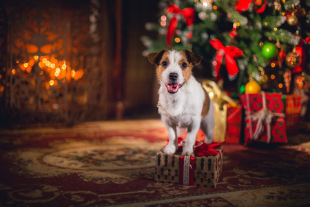 杰克罗素狗在圣诞节