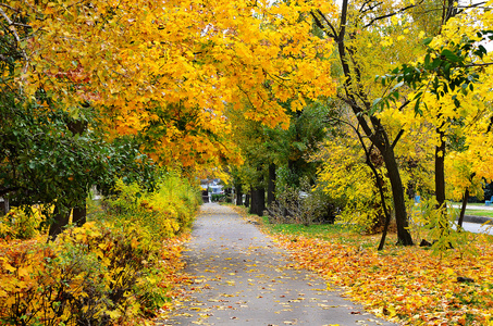 黄树, 金色的叶子.印度夏季照片