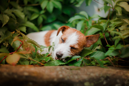 一只狗的肖像。杰克罗素梗犬