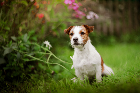 一只狗的肖像。杰克罗素梗犬