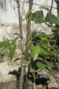 小扁豆树