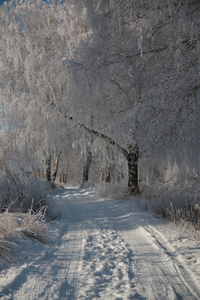 树木在冬天的雪