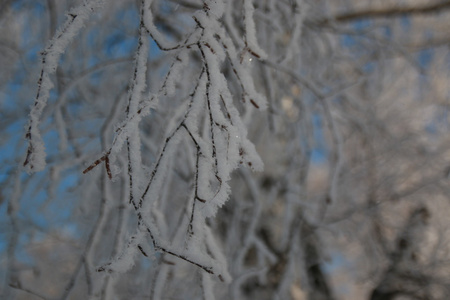 冬天有雪的树枝