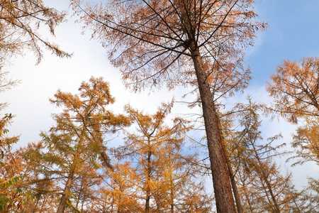 落叶松树在秋天在蓝天图片