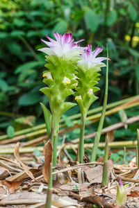 芒果姜花