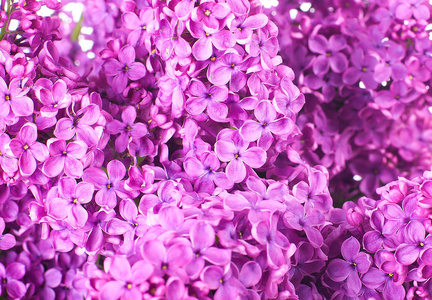 从一束紫丁香的背景。分离