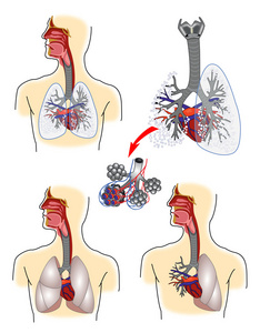 呼吸系统解剖图片