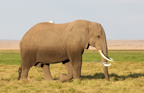 非洲大象