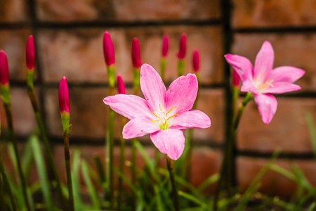 粉红色的花背景