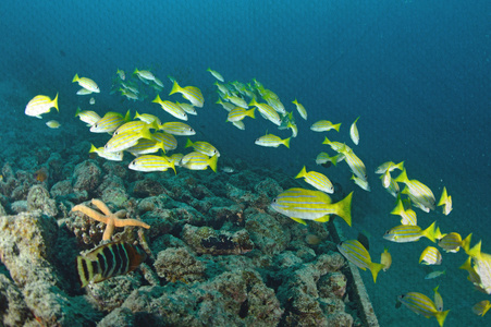 创意壁画珊瑚礁壁画中的marinelife. 石画概念照片