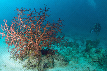 珊瑚礁壁画中的marinelife. 石画概念照片