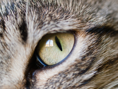 猫详细信息眼睛的猫详细信息照片